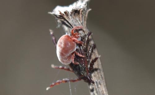 Réf. 329 098 : Allothrombium sp.